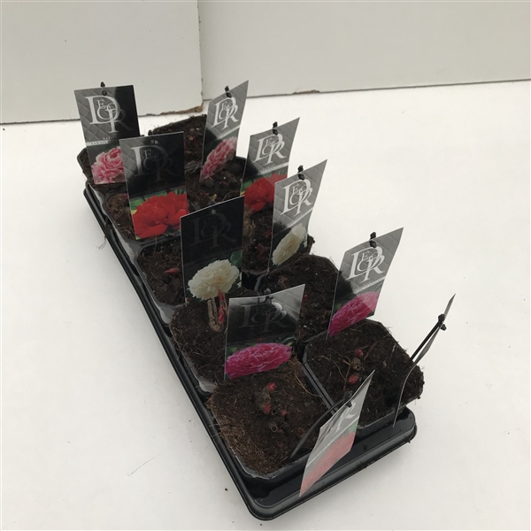 Paeonia mix in tray