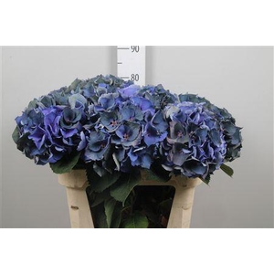 Hydr Cl Royal Crown