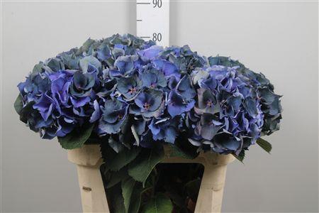 <h4>Hydr Cl Royal Crown</h4>
