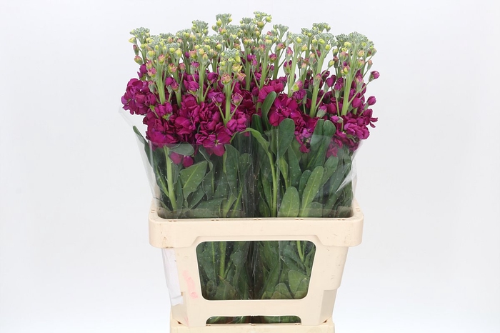 Matthiola Iron Rose