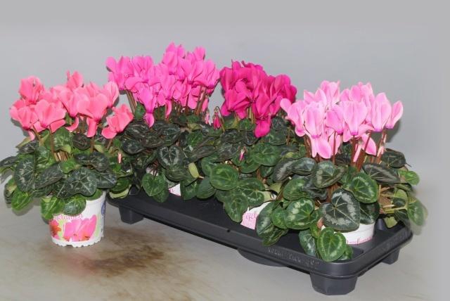 <h4>CYCL GR SUP XL</h4>