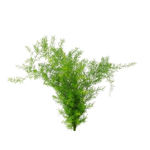 FOLHAGEM ASPARGUS ALFINETE 050 CM