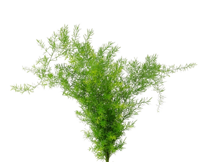 <h4>FOLHAGEM ASPARGUS ALFINETE 050 CM</h4>