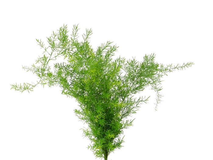 <h4>FOLHAGEM ASPARGUS ALFINETE 050 CM</h4>