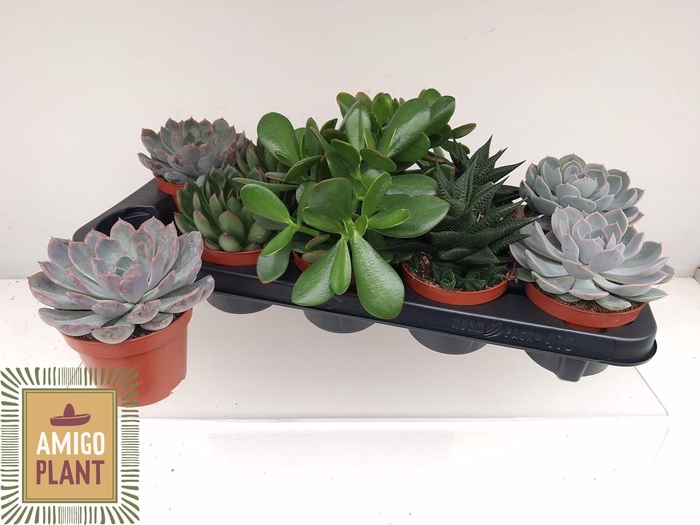 <h4>SUCC GEM 5 SRT</h4>