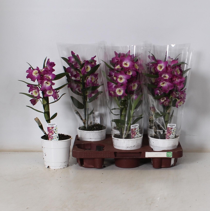 <h4>DEND NOBILE</h4>