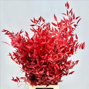 Ruscus Preserved Red