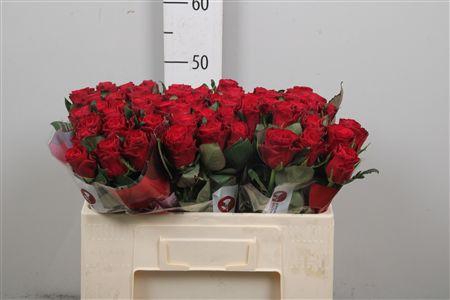 <h4>R Gr Red Tacazzi+</h4>