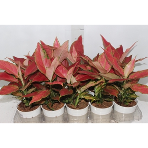 AGLAONEMA CHERRY BABY P12