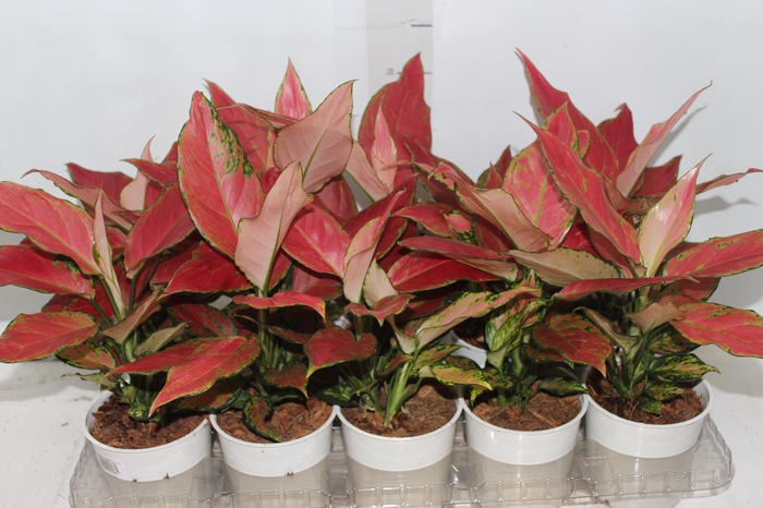 <h4>AGLAONEMA CHERRY BABY P12</h4>