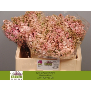 SYR HY MAIDENS BLUSH