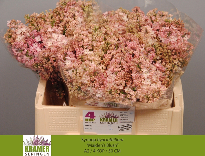 <h4>SYR HY MAIDENS BLUSH</h4>