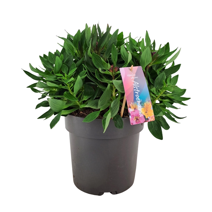 <h4>Alstroemeria Inticancha Dark Purple p21</h4>