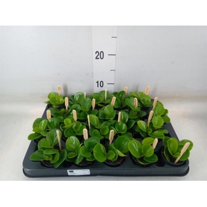 Peperomia obt. 'Green Gold'