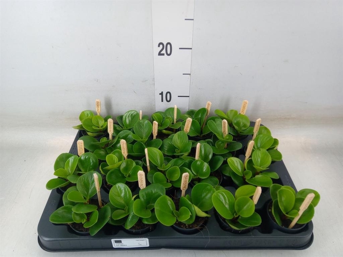 <h4>Peperomia obt. 'Green Gold'</h4>