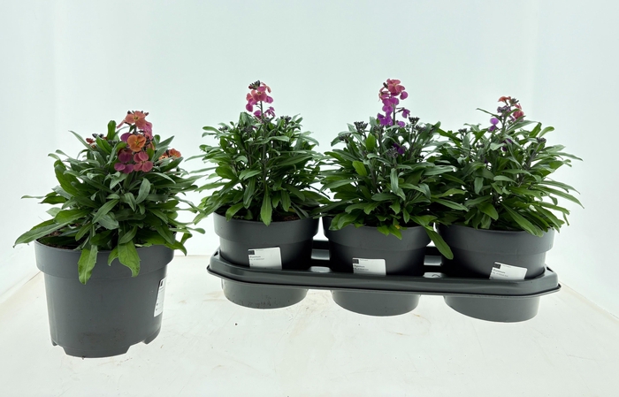 <h4>ERYS SUP BOWL MAUVE</h4>