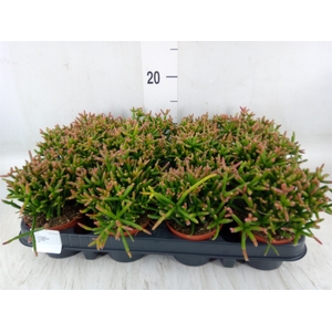 Rhipsalis burchellii