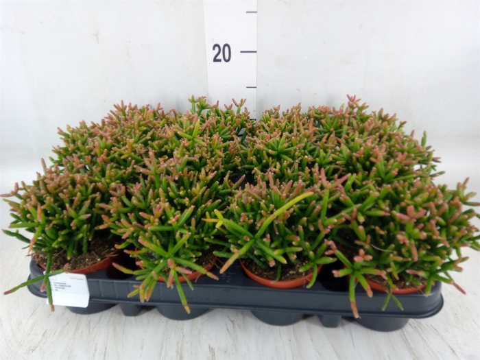 <h4>Rhipsalis burchellii</h4>