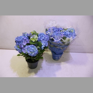 Hydr M Early Blue