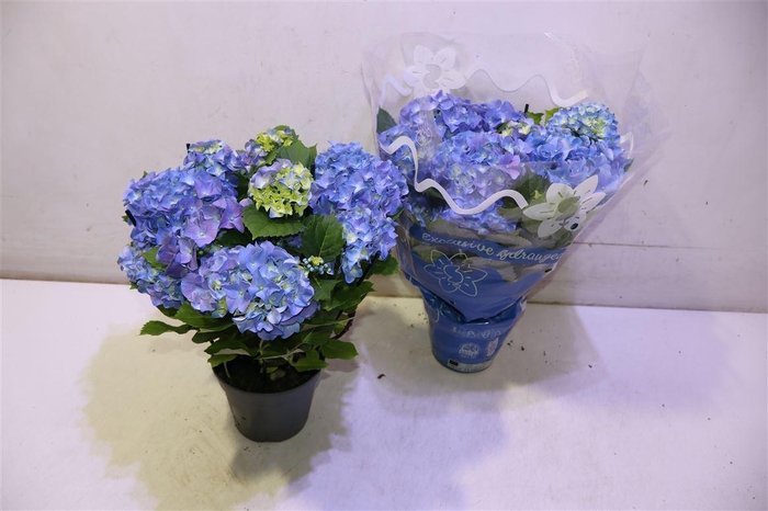 <h4>Hydr M Early Blue</h4>