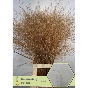 SIERGR OV KLB H% ANTIEK GOUD