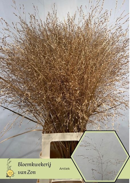 <h4>SIERGR OV KLB H% ANTIEK GOUD</h4>