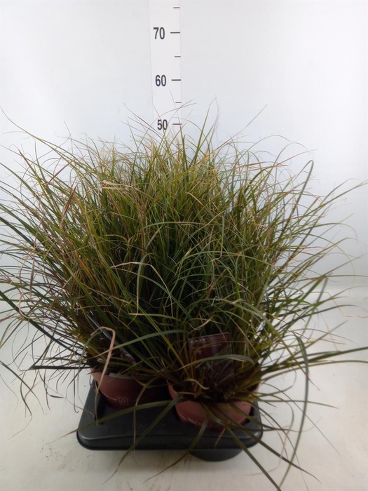 <h4>Uncinia rubra</h4>