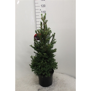 Picea abies 'Will's Zwerg' P29 70/80 potgedrukt