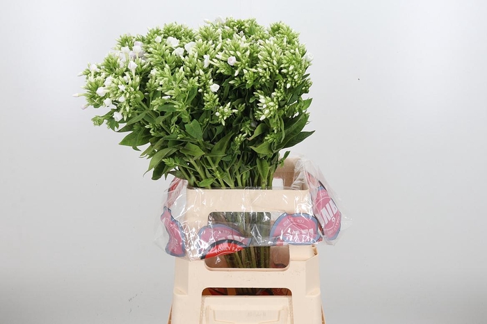 <h4>Phlox Icecap</h4>