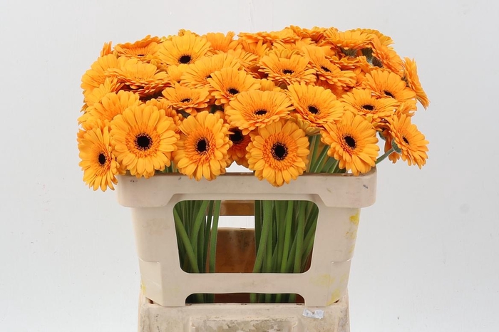 <h4>Ge Mi Tweety</h4>