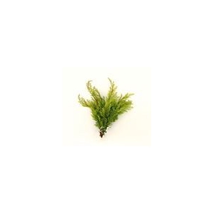 CONIFEER PISIFERA 3KG ZAK (groen)