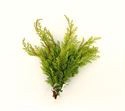 CONIFEER PISIFERA 3KG ZAK (groen)