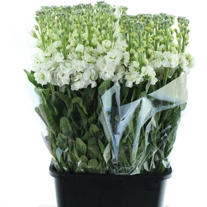 Matth Incana Iron White Extra