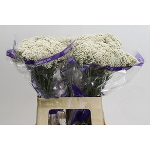 Ozothamnus Cooks Snow White