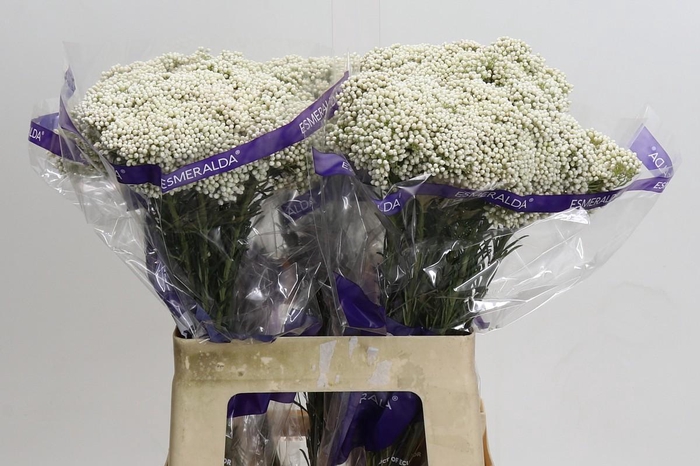 <h4>Ozothamnus Cooks Snow White</h4>