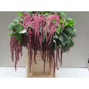 AMAR CA LOVE LIES BLEEDING