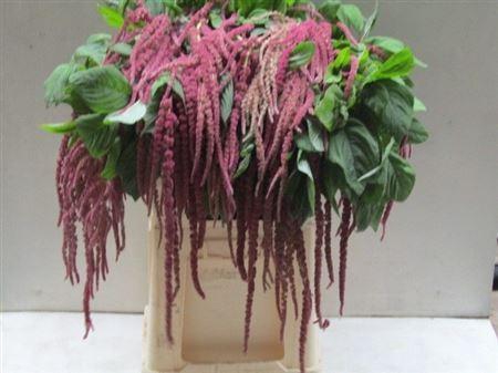 <h4>Amar Ca Love Lies Bleeding</h4>