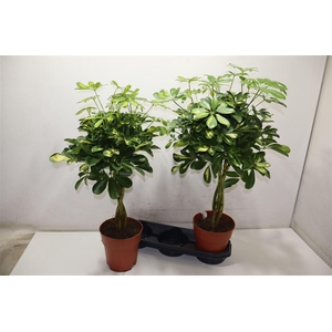 Schef Ar Gold Capell