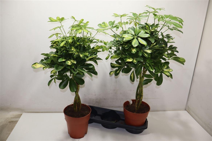 <h4>Schef Ar Gold Capell</h4>