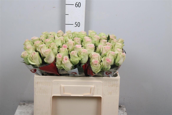 <h4>R Gr Trivia B1</h4>