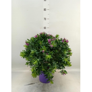 Polygala myrtifolia