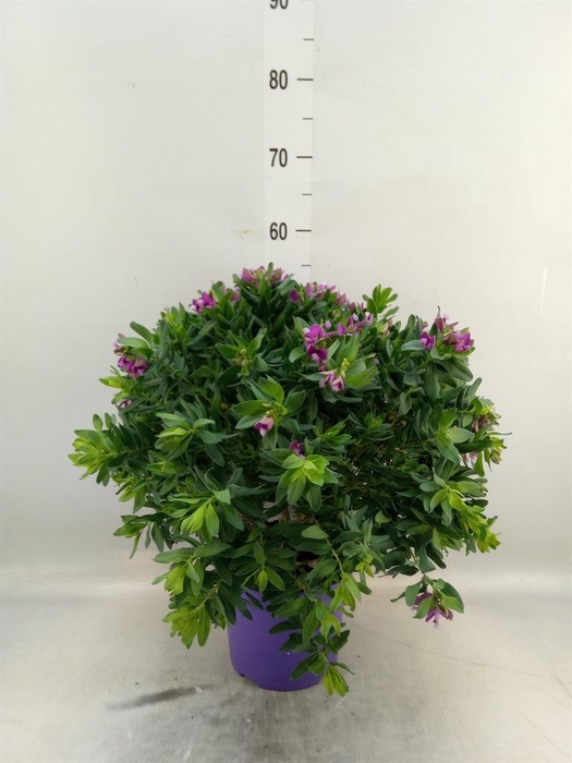 <h4>Polygala myrtifolia</h4>