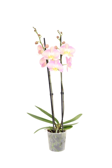 <h4>Phal Rapunzel 2T16+</h4>