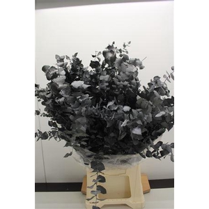 Stuartiana St D-grey 150gr