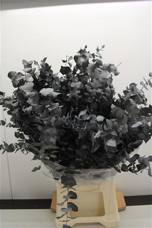 <h4>Stuartiana St D-grey 150gr</h4>