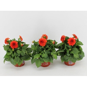 Dahlia Dahlietta oranje Rachel