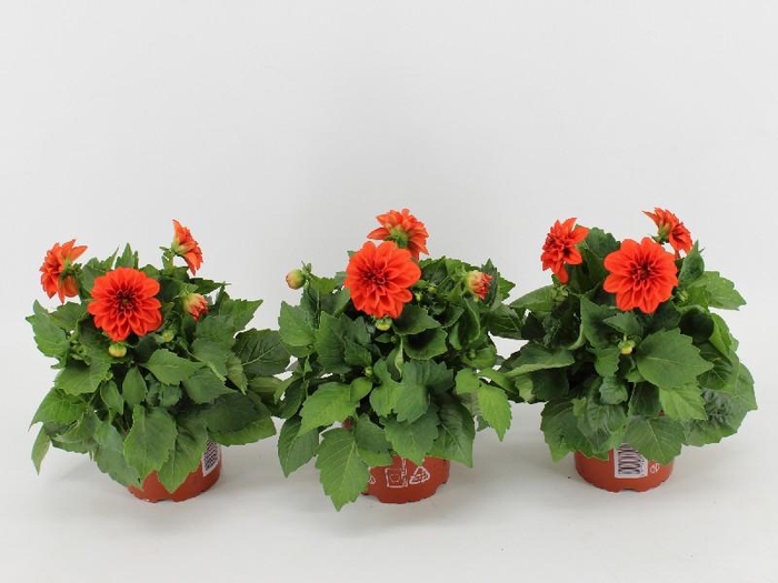 <h4>Dahlia Dahlietta oranje Rachel</h4>