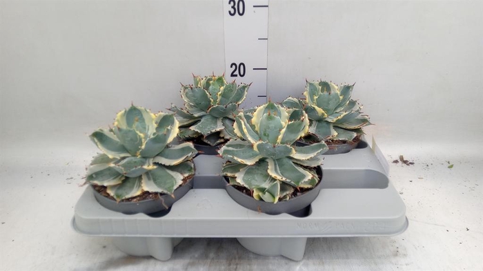 <h4>Agave potatorum</h4>