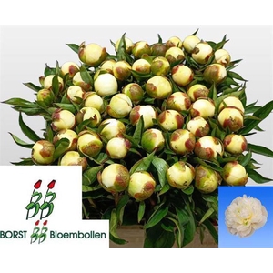 Paeo Duches De Nemour Borst