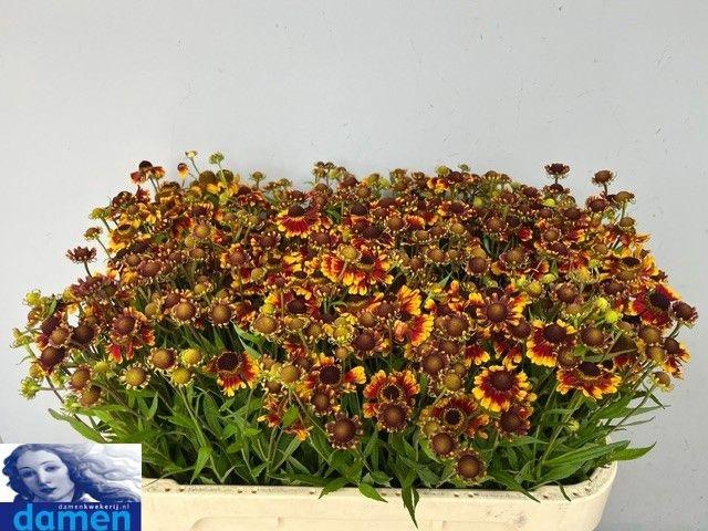 <h4>Helenium Zonnedam</h4>